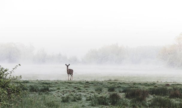 Cervo in piedi in un campo erboso nebbioso dopo l'alba
 - Foto, immagini