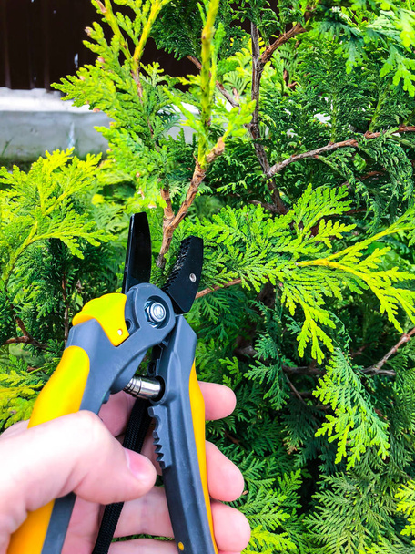 Догляд за садом, обрізка гілок, рука з садовим інструментом
 - Фото, зображення