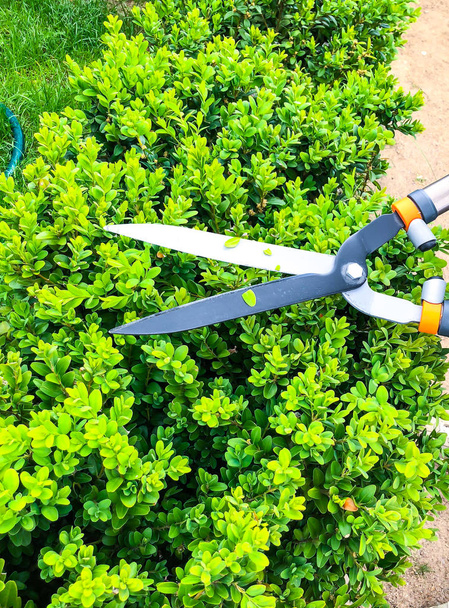 Уход за садом, обрезка ветвей, ручная работа с садовым инструментом
 - Фото, изображение