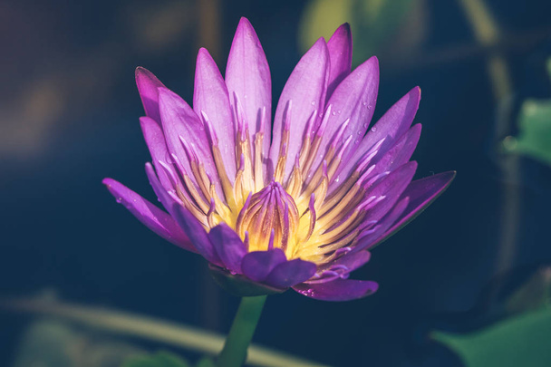 The appearance of a purple lotus flower is a beautiful symbol of Buddhism. - Фото, зображення