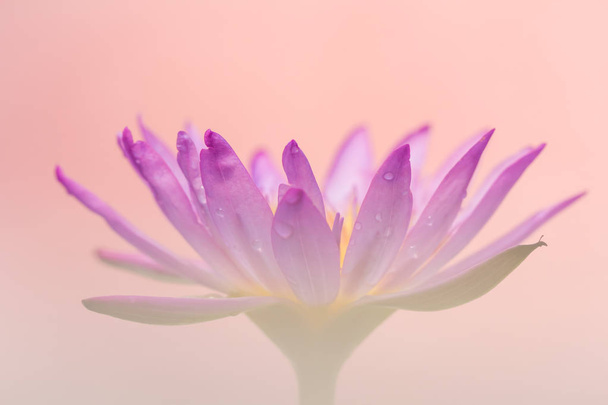 Wygląd lotus fioletowy kwiat jest piękny symbol buddyzmu. - Zdjęcie, obraz