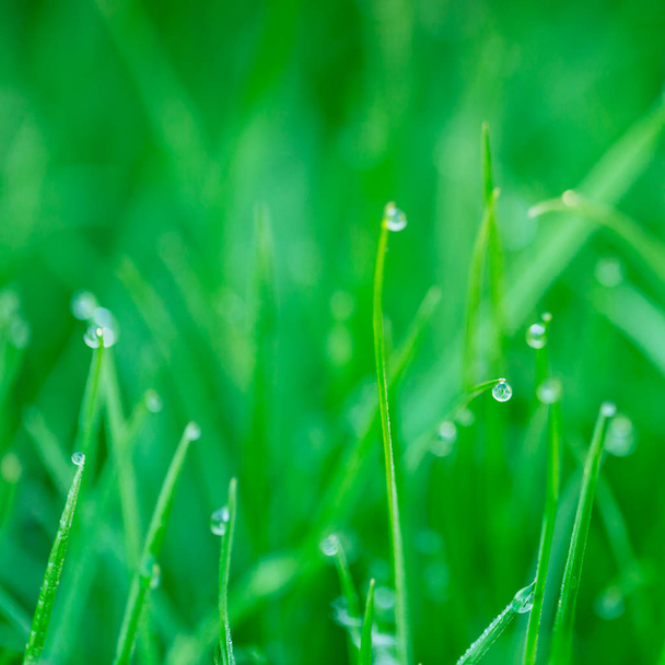 Вода капает на зеленую утреннюю траву. Закрытый, мягкий избирательный фокус
.  - Фото, изображение