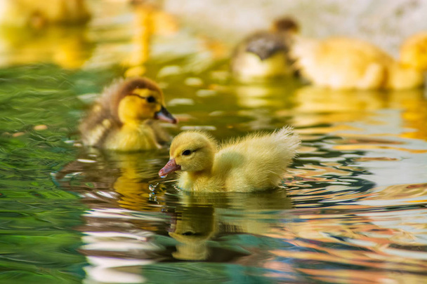 Новорожденные утки играют в саду, желтые забавные утки
 - Фото, изображение