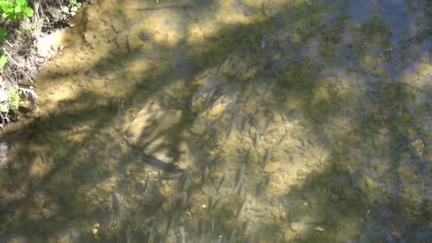 peixe do rio em um córrego raso mantido na corrente
 - Filmagem, Vídeo