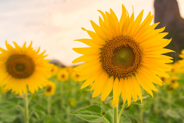 Volle bloei zonnebloem dicht omhoog, natuurlijke bloem veld - Foto, afbeelding