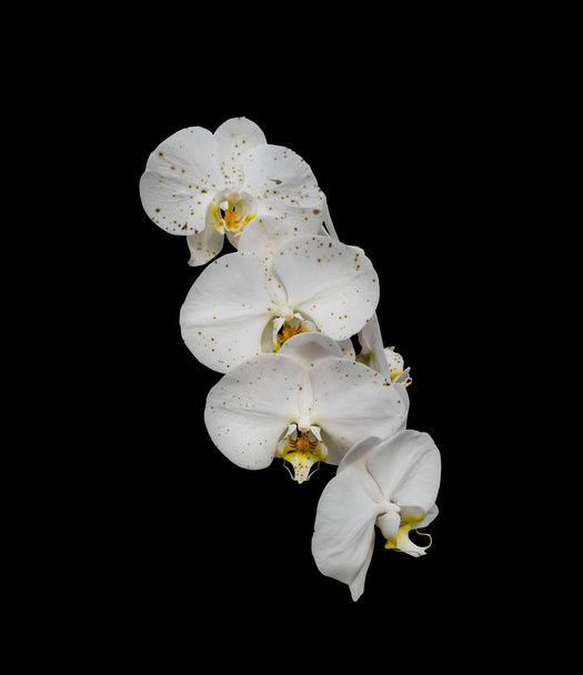Flor phalaenopsis orquídea blanca aislada sobre fondo negro
 - Foto, Imagen