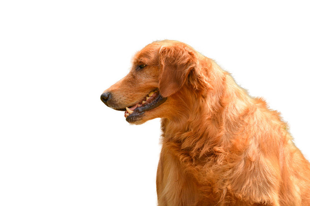fajtiszta golden retriever kutya ülő elszigetelt fehér background. - Fotó, kép