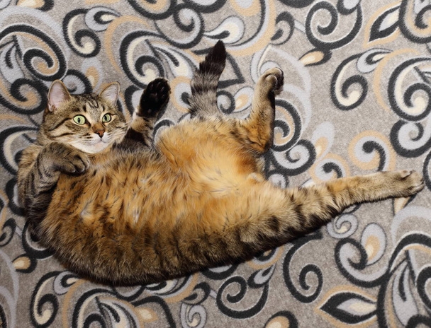 Rahat bir ortamda bizim favori evcil hayvan. Yakışıklı kedi. Kanepede rahat poz kabarık ve şeritli olduğunu. - Fotoğraf, Görsel