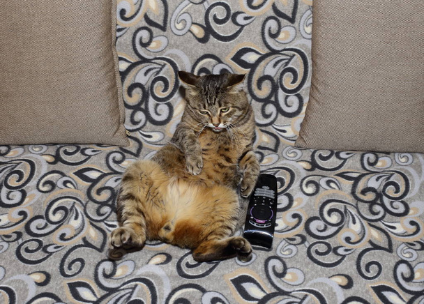unsere Lieblingstiere in einer gemütlichen Atmosphäre. Schöne Katze. flauschig und gestreift auf der Couch in entspannter Pose. - Foto, Bild