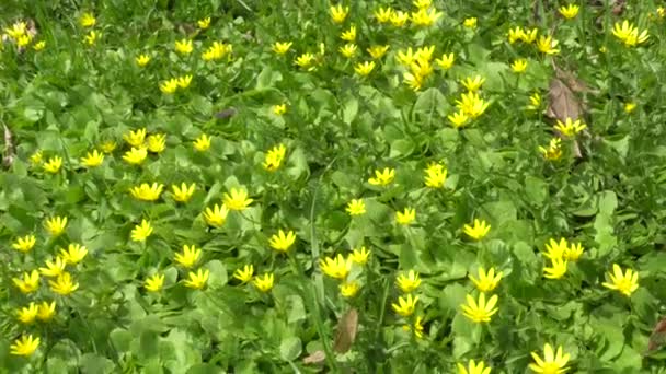 Primavera Abril flores amarillas en hierba verde
 - Metraje, vídeo