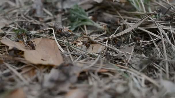 Colony Of Ants close up - Filmagem, Vídeo