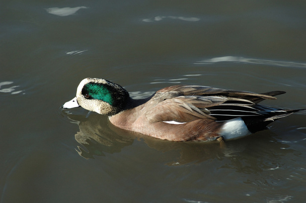 Ducks at Roseburg Duck Pond - Photo, Image