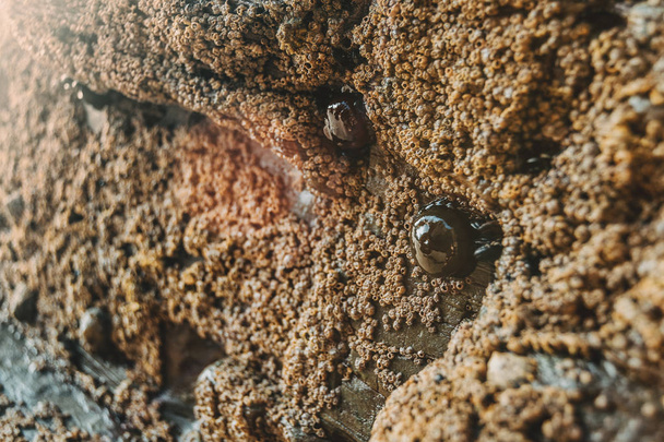 Barnacles nas pedras da praia de Las Catedrales, Lugo, Espanha
 - Foto, Imagem