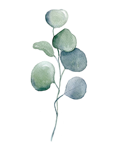 Watercolor green eucalyptus leaves  - Foto, Imagem