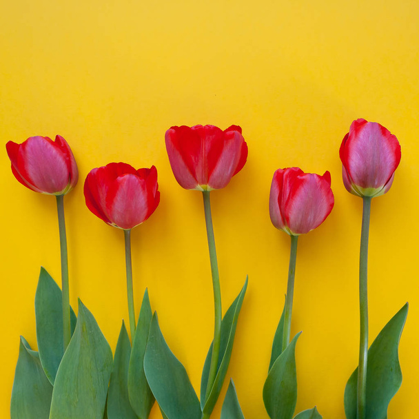Red tulips on yellow background. Copy space, - Foto, immagini