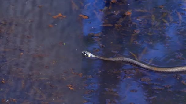 die Schlange in freier Wildbahn schwimmt nach dem Winter an einem sonnigen Frühlingstag im See und zeigt eine doppelte Zunge - Filmmaterial, Video
