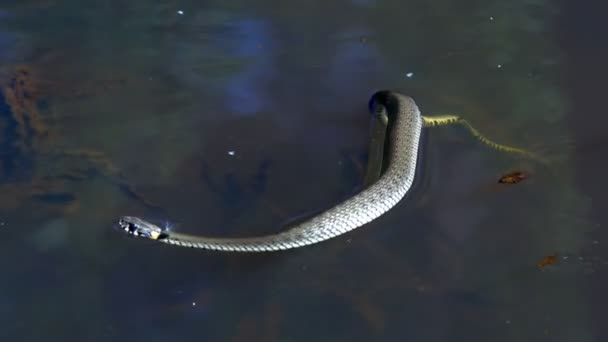 die Schlange in freier Wildbahn schwimmt nach dem Winter an einem sonnigen Frühlingstag im See und zeigt eine doppelte Zunge - Filmmaterial, Video