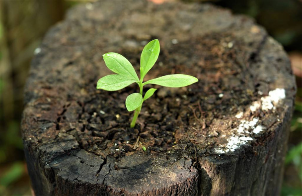 νεαρό φυτό αναπτύσσεται σε παλιό ξύλο καταγραφής  - Φωτογραφία, εικόνα