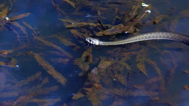 Had v přírodě po zimě na jarní slunečný den plave v jezeře, ukazovat dvojí jazyk - Záběry, video
