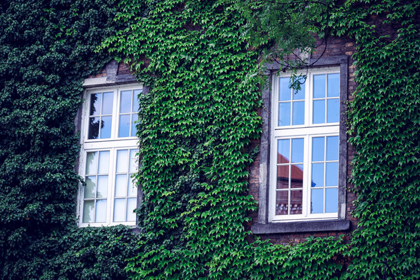 Здание с большим количеством окон и виноградников
 - Фото, изображение