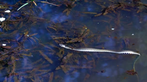 Had v přírodě po zimě na jarní slunečný den plave v jezeře, ukazovat dvojí jazyk - Záběry, video