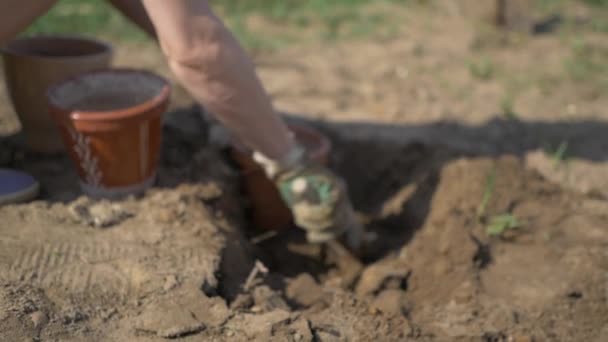 Ragazza lascia il terreno in vasi di fiori
 - Filmati, video