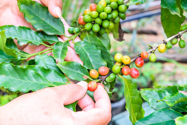 Ręka z czerwonym kawy Arabica Kawa drzewo - Zdjęcie, obraz
