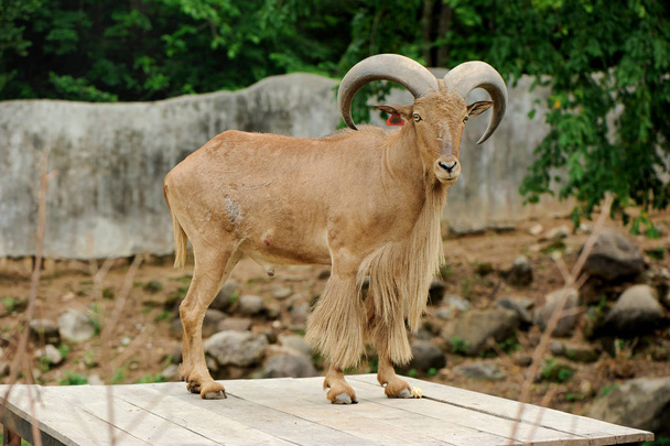 barbary sheep stand on wood table - Photo, Image