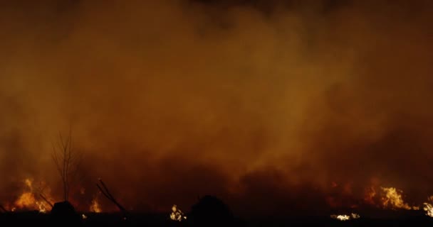 Wildfire at night. Forest burning smoke. - Footage, Video