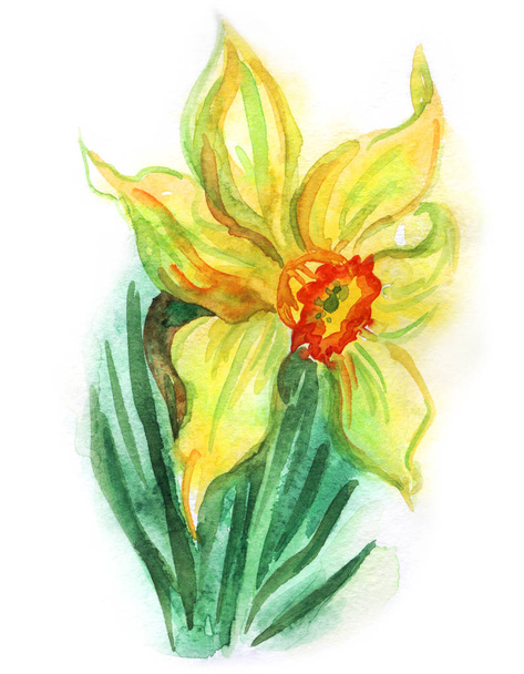 Yellow daffodil, watercolor painting on white background. - Фото, изображение