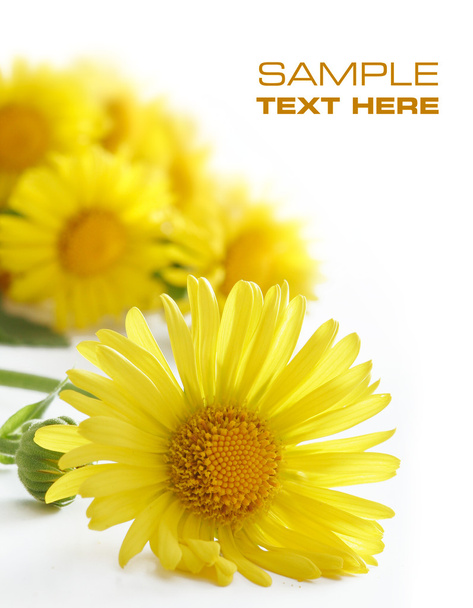 Yellow flowers - Foto, Bild