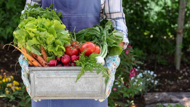 Unrecognisable female farmer holding crate full of freshly harvested vegetables in her garden. Homegrown bio produce concept. Sustainable living. - Photo, Image