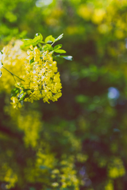 Beautiful yellow blooming tree Laburnum Voisii Golden Rain in city park in spring - Zdjęcie, obraz
