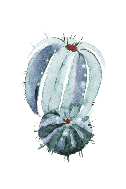 Watercolor hand drawn spiky cactus bloom flower - Zdjęcie, obraz