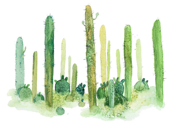 Akvarelu ručně tažené špičaté kaktus izolované na bílém - Fotografie, Obrázek