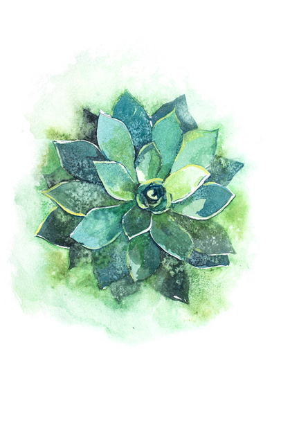 Cactus succulent aloe plant flower watercolor illustration. - Photo, image
