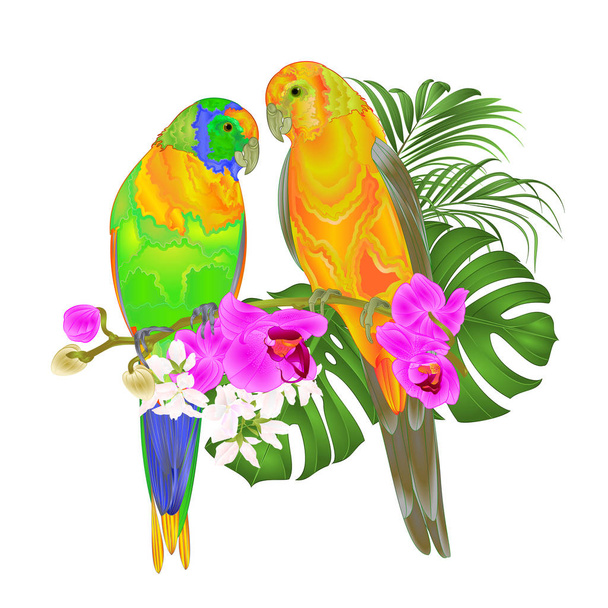 Sun Conure Parrots tropical birds standing on a purple orchid  Phalaenopsis and palm, phiodendronon a white background vector illustration editable hand draw - Vecteur, image