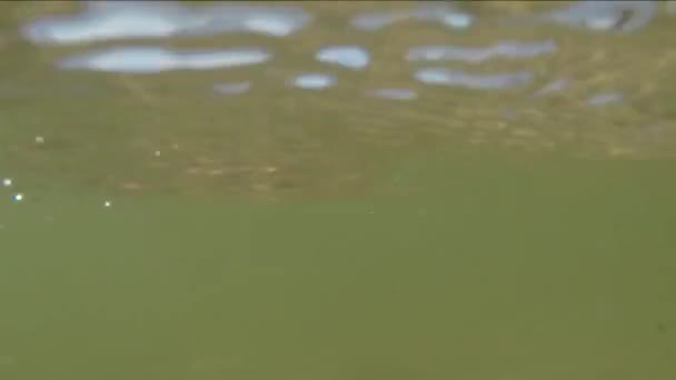 Сёрф Балтийского моря в Польше, камера в серфе с подводным видом
 - Кадры, видео