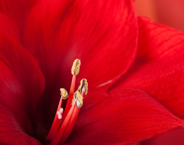 Red flowers, bouquet of gerber - Fotoğraf, Görsel