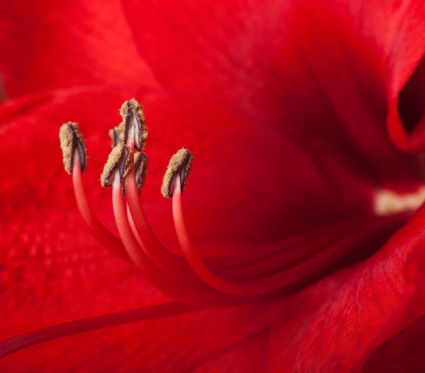 Red flowers, bouquet of gerber - Fotoğraf, Görsel
