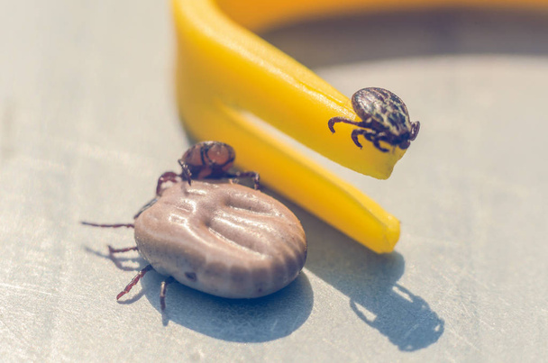 Mite crawling on a yellow tweezers for removing ticks. - Foto, afbeelding