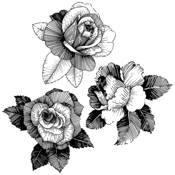Vector roses. Floral botanical flower. Wild spring leaf wildflower isolated. Vector wildflower for background, texture, wrapper pattern, frame or border. - Вектор,изображение
