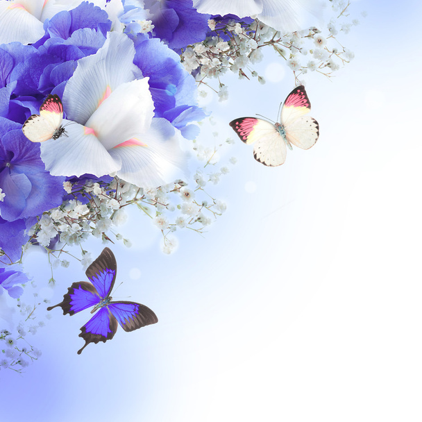 Flowers and butterfly, blue hydrangeas and white irises - Фото, изображение
