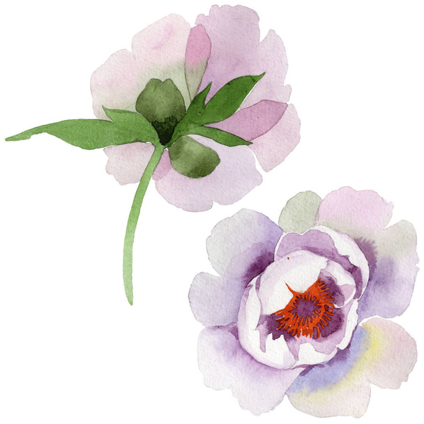 Gently pink peonies. Floral botanical flower. Wild spring leaf wildflower isolated. Aquarelle wildflower for background, texture, wrapper pattern, frame or border. - Foto, Imagem