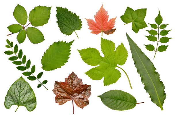 Készlet-ból különböző növények levelei: gyógynövények, a bokrok és a fák, a herbárium. Elszigetelt, fehér háttér. - Fotó, kép