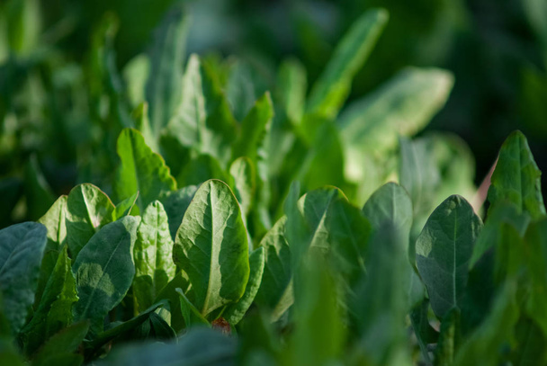 Świeżych organicznych Szczaw liście tło wzór na sałatkę lub zupę. Po raz pierwszy wiosną zielonych - Szczaw Rumex acetosa szpinak. Koncepcja zdrowej żywności. Zielony liści szczawiu kwaśny tekstura źródła kwasu foliowego - Zdjęcie, obraz