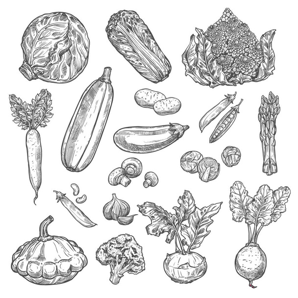 Vegetables organic vector isolated sketch icons - Vector, afbeelding