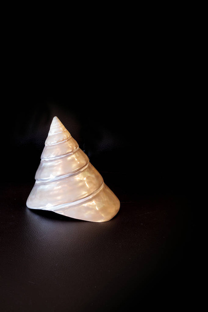 Μητέρα του μαργαριτάρι κωνική πυραμίδα Calliostoma seashell απομονώνονται σε ένα μαύρο φόντο - Φωτογραφία, εικόνα