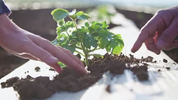 Close up de fazendeiro mãos inspecionando uma planta jovem em um campo
 - Filmagem, Vídeo