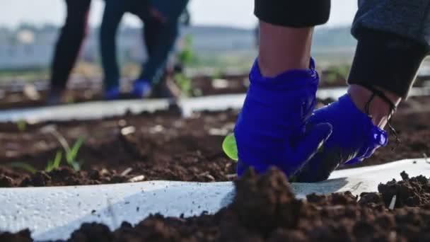 Close up of farmer hands planting a young plant in a field - Materiaali, video